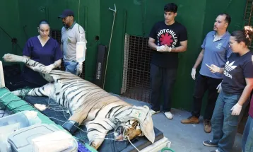 Tigre Hu passa por check-up completo no Zoo de Cascavel