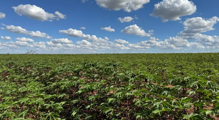 Adapar reforça alerta sobre vassoura-de-bruxa da mandioca durante a Fiman em Paranavaí
