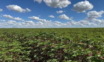 Adapar reforça alerta sobre vassoura-de-bruxa da mandioca durante a Fiman em Paranavaí