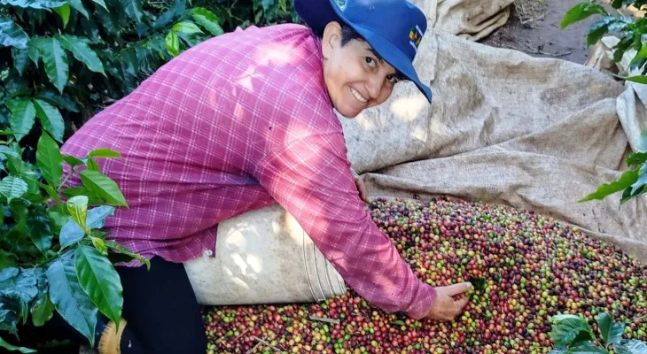 Mulheres dominam Concurso Café Qualidade Paraná e produzem os melhores cafés do Estado em 2025