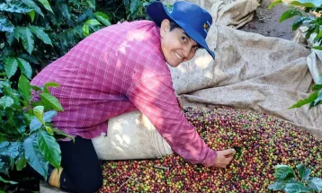 Mulheres dominam Concurso Café Qualidade Paraná e produzem os melhores cafés do Estado em 2025