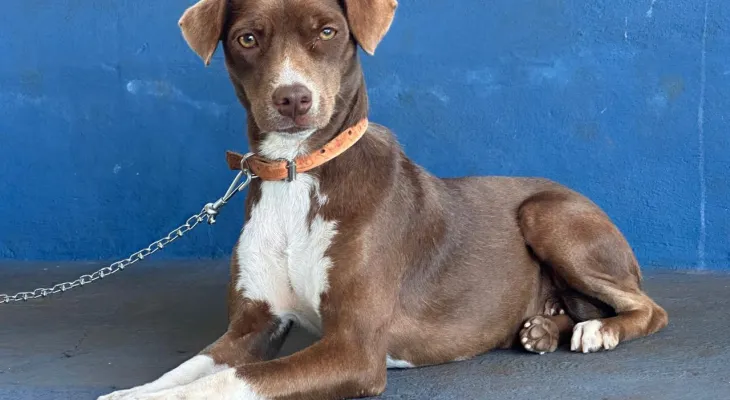 Mutirão do CastraPet Paraná vai passar por 20 municípios em dezembro