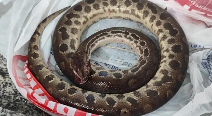 Homem morde sucuri para se soltar após ataque em SP; cobra morreu e vítima passa bem