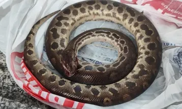 Homem morde sucuri para se soltar após ataque em SP; cobra morreu e vítima passa bem