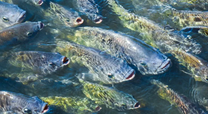 Após pressão do agro, governo suspende lista que classificava tilápia como espécie invasora