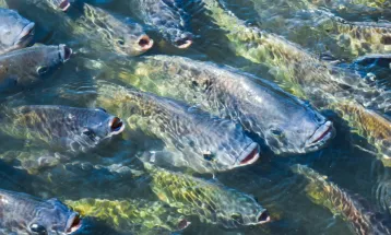 Após pressão do agro, governo suspende lista que classificava tilápia como espécie invasora