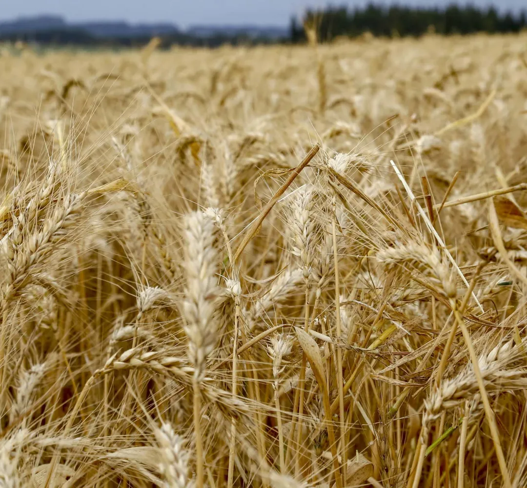 Preço do trigo sobe no Paraná com oferta menor; Conab reduz previsão da safra brasileira