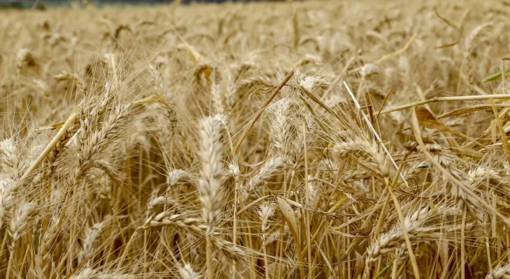 Agro do Paraná deve superar R$ 200 bilhões em valor de produção em 2025