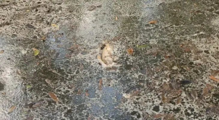 Vazamento de açúcar de trens contamina rio e provoca morte de peixes em Morretes