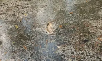 Vazamento de açúcar de trens contamina rio e provoca morte de peixes em Morretes