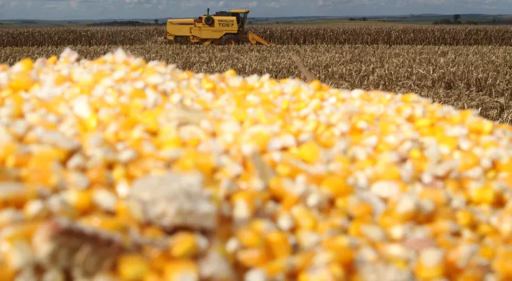 Milho encerra 2025 em alta e se aproxima da liderança da soja no Paraná