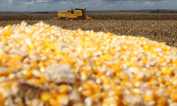 Milho encerra 2025 em alta e se aproxima da liderança da soja no Paraná