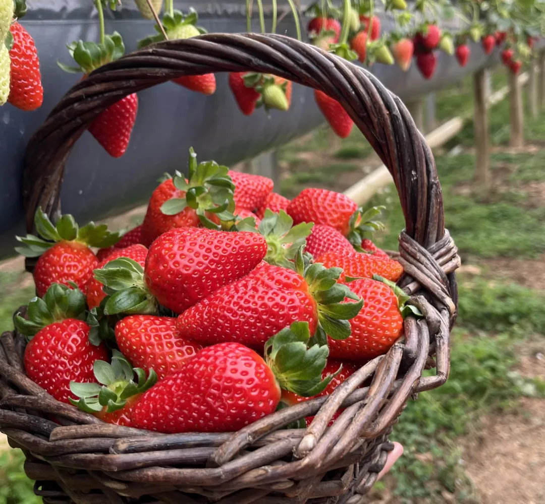 Rota Turística do Morango é lançada no Paraná com 12 propriedades participantes