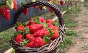 Rota Turística do Morango é lançada no Paraná com 12 propriedades participantes