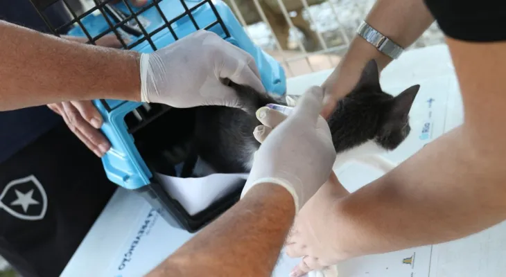 Conselho de Veterinária alerta para doença que afeta gatos