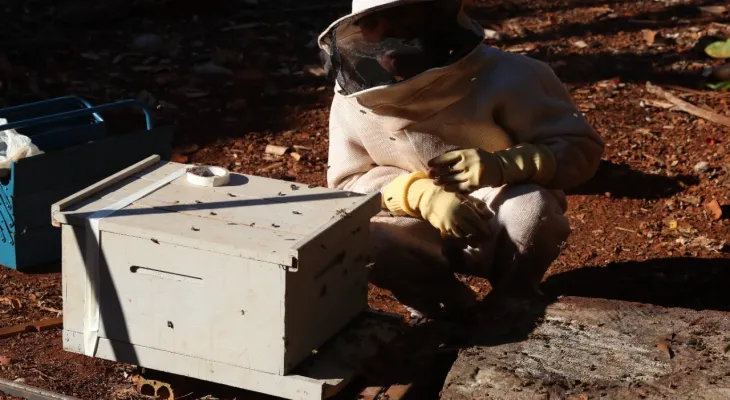 Defesa Civil atendeu gratuitamente cerca de 1,4 mil pedidos de retirada de enxames em 2025