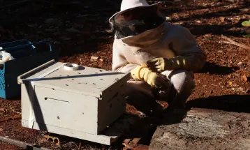 Defesa Civil atendeu gratuitamente cerca de 1,4 mil pedidos de retirada de enxames em 2025