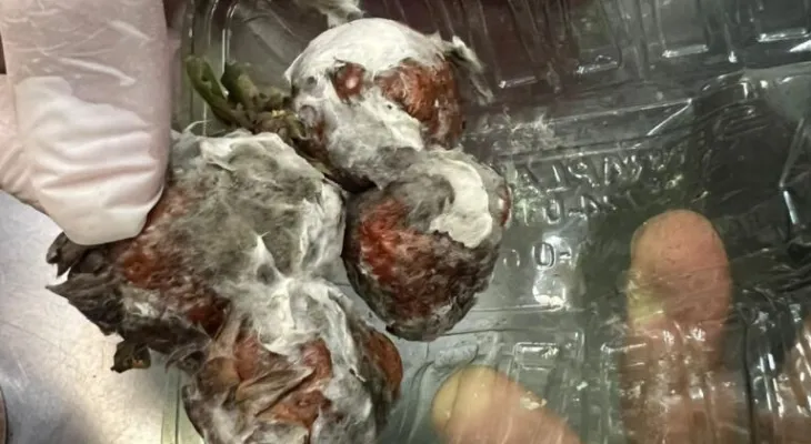 Operação Fermento interdita padaria de supermercado em Francisco Beltrão