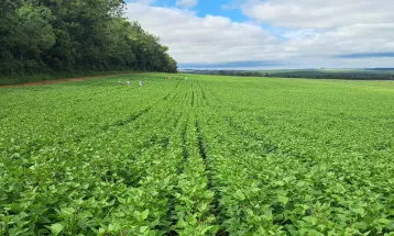 Agro do Paraná vai acessar 451 milhões de consumidores com acordo Mercosul–UE