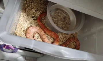 Operação ‘Corn Snake’ desmonta esquema de venda de animais exóticos pelos Correios no interior de SP
