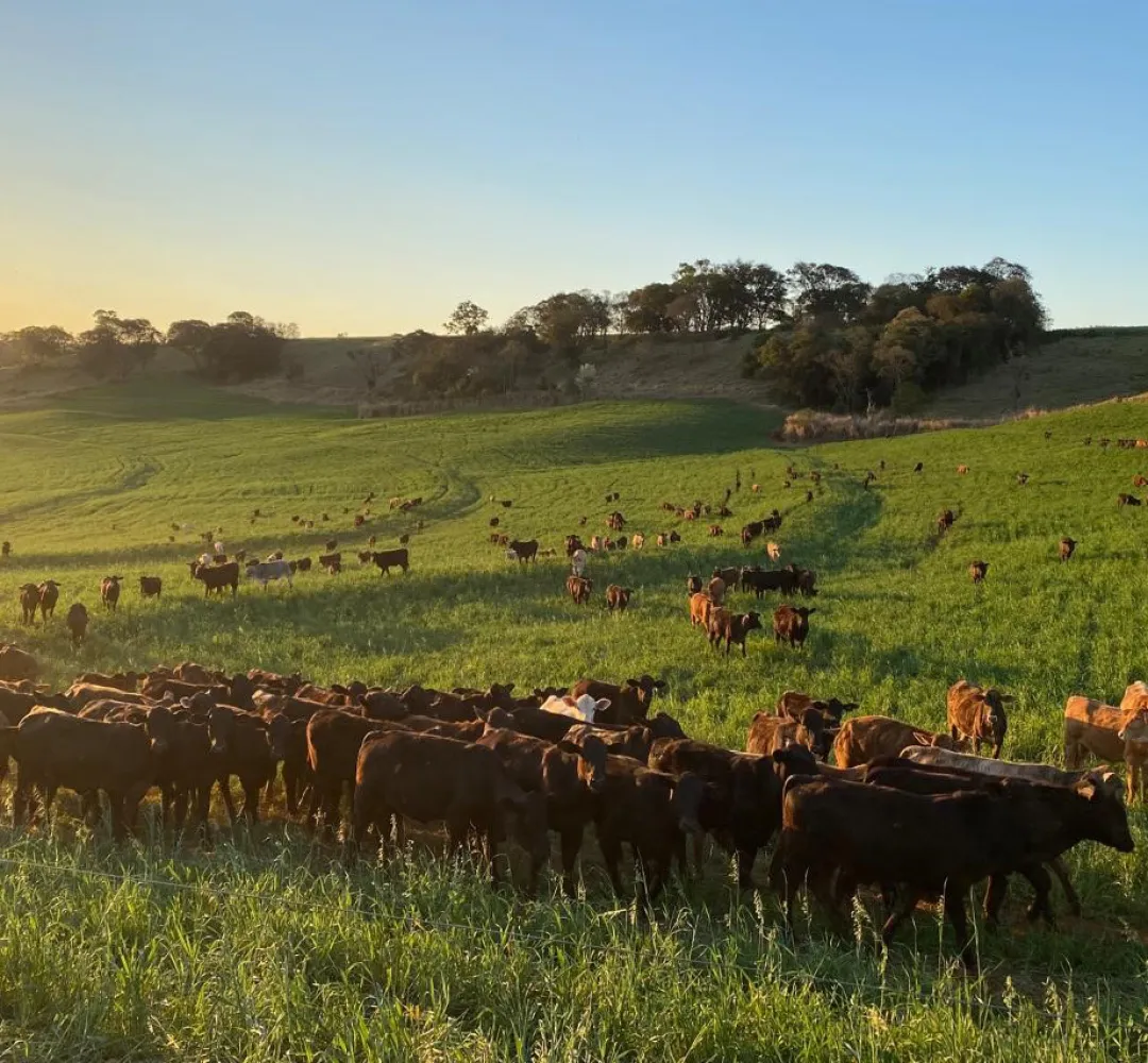 Portaria da Adapar intensifica regras para combate à brucelose e tuberculose bovina no Paraná