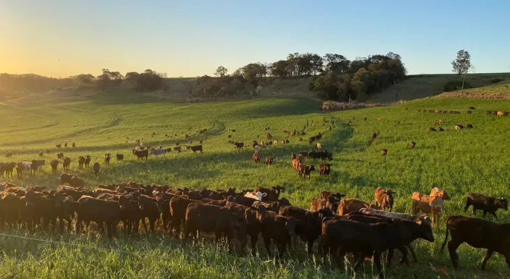 Portaria da Adapar intensifica regras para combate à brucelose e tuberculose bovina no Paraná