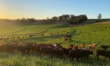 Portaria da Adapar intensifica regras para combate à brucelose e tuberculose bovina no Paraná
