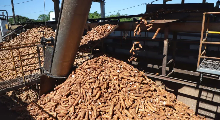 Novas cultivares prometem elevar produtividade da mandioca no Paraná