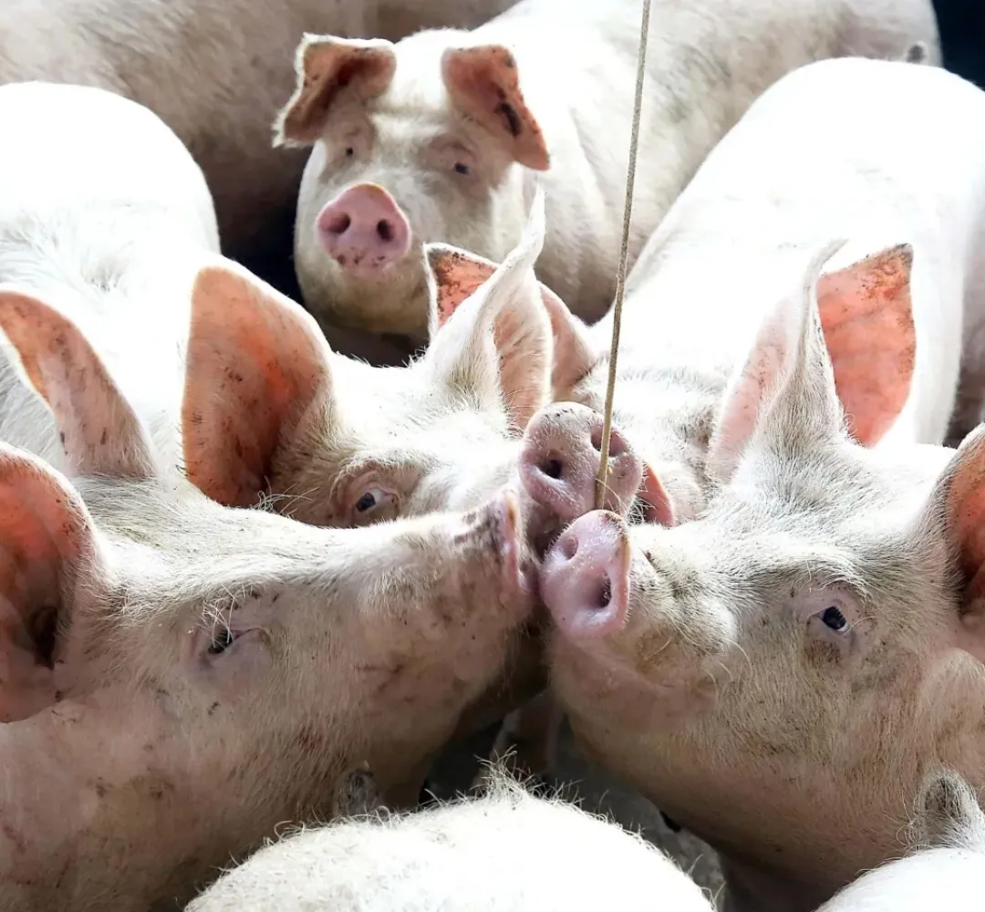 Suinocultura terá espaço para degustações e palestras ao Show Rural Coopavel