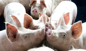 Suinocultura terá espaço para degustações e palestras ao Show Rural Coopavel