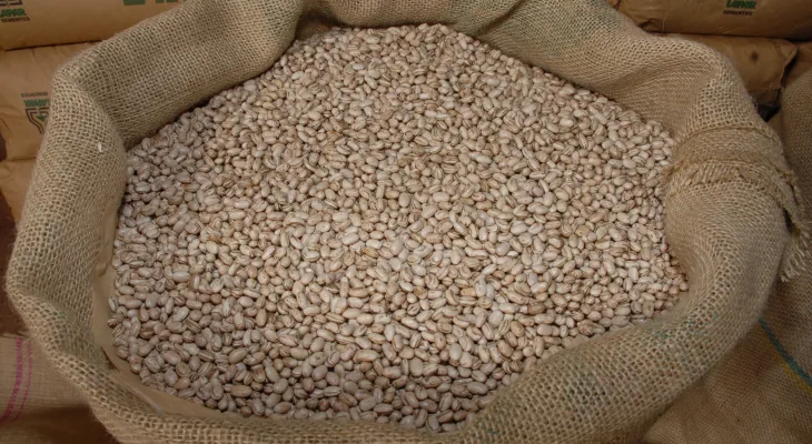 Preço do feijão reage no início do ano e muda o humor do produtor no Paraná