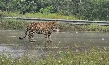 Onça-pintada ataca motociclista e mata cachorro em estrada no Amazonas