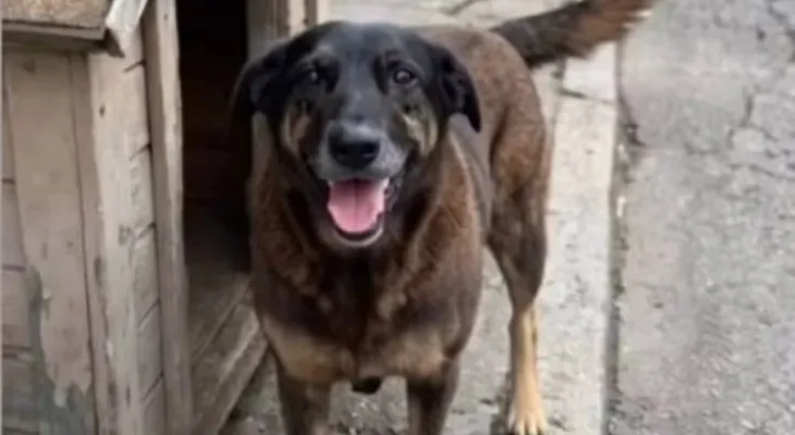 Polícia apura agressão que levou à morte do cão Orelha em Florianópolis