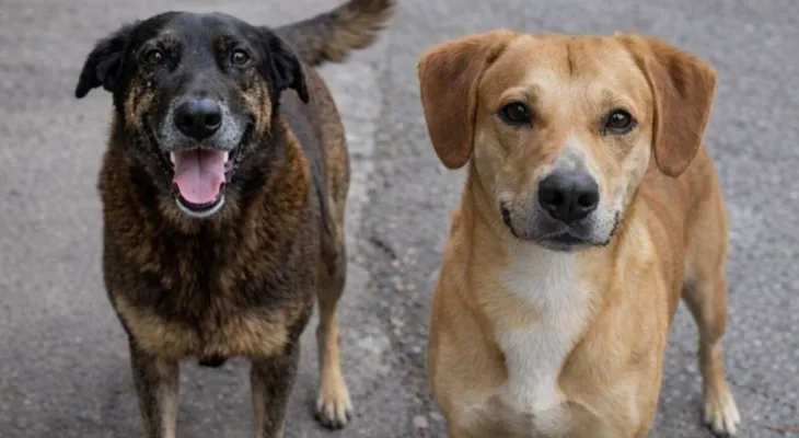Caso Orelha: adolescentes investigados por morte de cão já são suspeitos de maus-tratos a outro animal