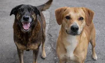 Caso Orelha: adolescentes investigados por morte de cão já são suspeitos de maus-tratos a outro animal