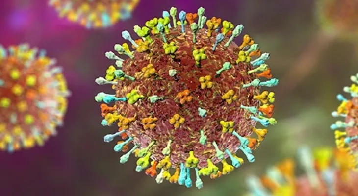 Vírus Nipah na Índia: OMS diz que risco de propagação é baixo