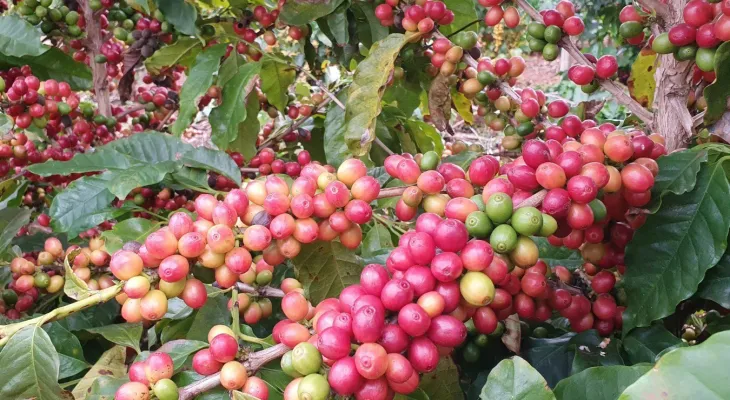 Show Rural terá espaço interativo que destaca qualidade do café paranaense