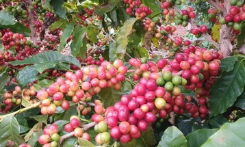 Show Rural terá espaço interativo que destaca qualidade do café paranaense