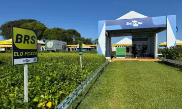 Embrapa apresenta novas cultivares de feijão e tecnologias para ampliar a produtividade em 2026