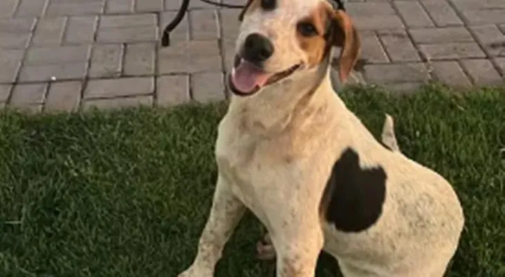 Cão Abacate: PCPR cumpre buscas em investigação sobre maus-tratos que levou a morte de cachorro em Toledo