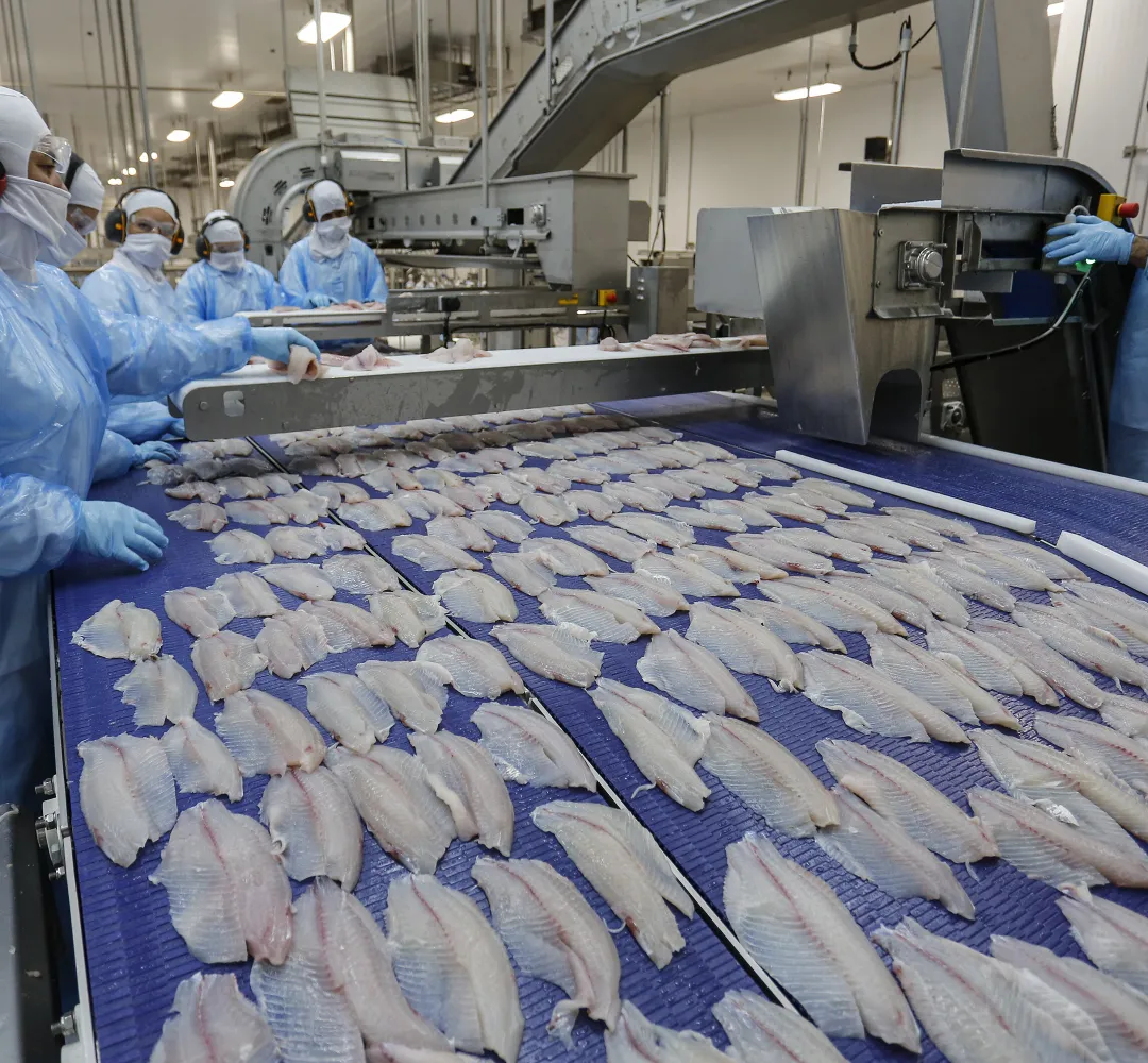 Tilápia fica mais barata na Quaresma e reforça liderança do Paraná na piscicultura