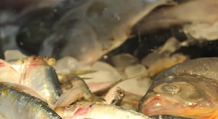 Predadores nos Mares