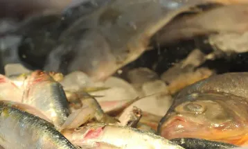 Predadores nos Mares