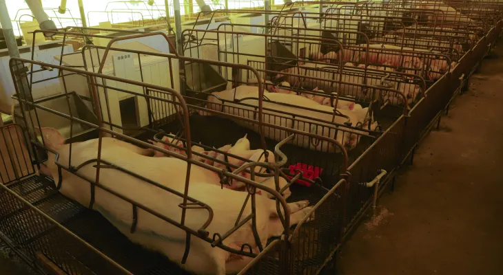 Paraná lidera exportação de suínos reprodutores no país