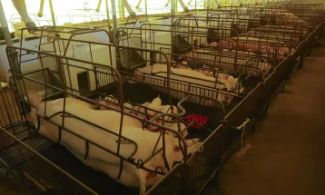 Paraná lidera exportação de suínos reprodutores no país