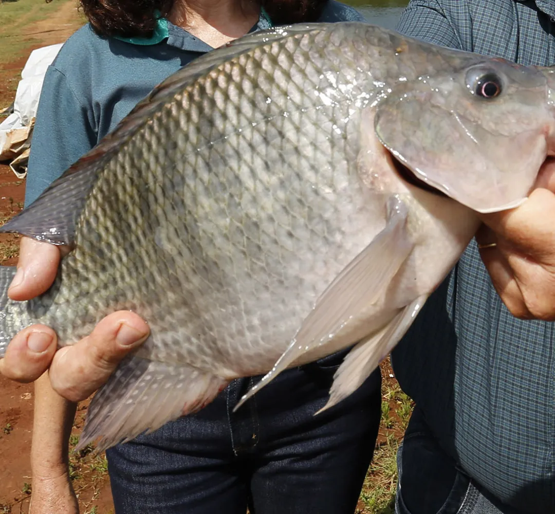 Paraná lidera produção nacional e bate recorde com 273 mil toneladas de pescados
