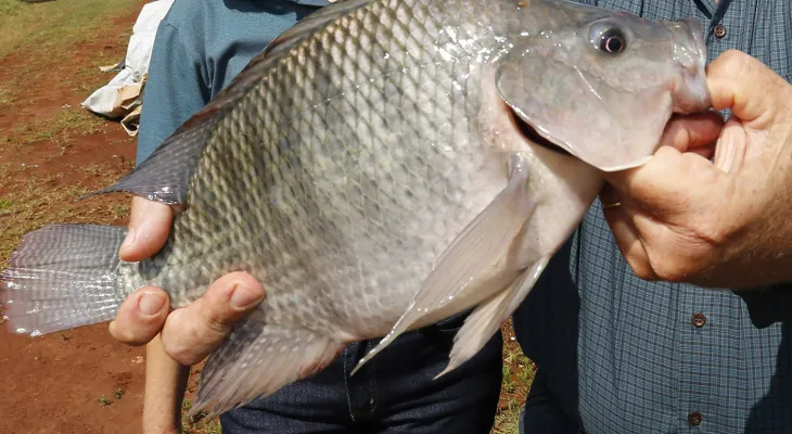 Paraná lidera produção nacional e bate recorde com 273 mil toneladas de pescados