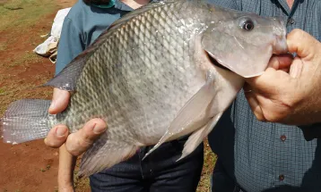 Paraná lidera produção nacional e bate recorde com 273 mil toneladas de pescados
