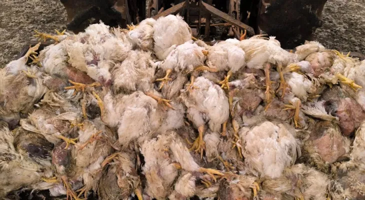 Lucro bilionário e apagões no campo: entidades cobram explicações da Copel por prejuízos no Paraná