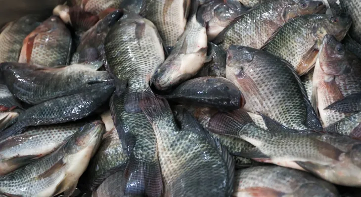 Projeto na Câmara propõe proibir importação de tilápia para proteger produção nacional